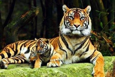 属虎人出生年份 什么年出生的人属虎 属虎人出生年份 什么年出生的人属虎