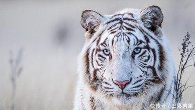 属虎人出生年份 什么年出生的人属虎 属虎人出生年份 什么年出生的人属虎