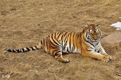 属虎人命中的克星是谁 属虎人与什么生肖最不配 属虎人命中的克星是谁 属虎人与什么生肖最不配