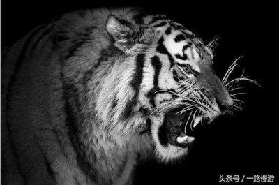 属虎人命中的克星是谁 属虎人与什么生肖最不配 属虎人命中的克星是谁 属虎人与什么生肖最不配