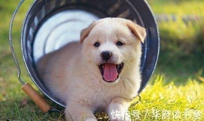 属虎人和属狗人能结婚生子吗 两人生活有多幸福