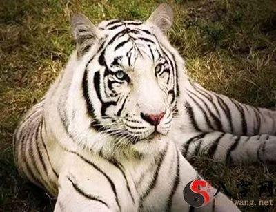 属虎人在2026年中会爱上什么样的人