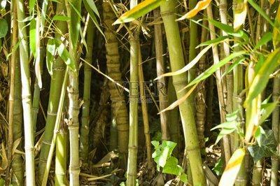 屋前竹子 风水好吗 关于竹子的风水