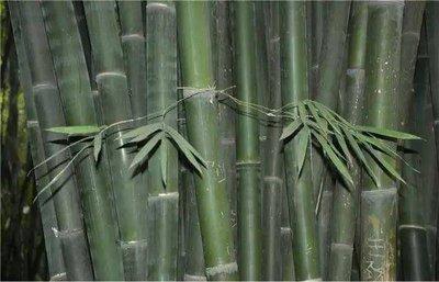 屋前竹子 风水好吗 关于竹子的风水