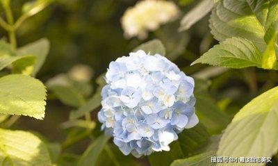 属猪人的性格和优缺点 蛇年出生的人性格优缺点有什么