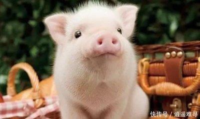 属猪人的最佳婚配 属猪人与哪几个生肖配才幸福