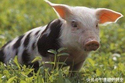 属猪人的最佳婚配 属猪人与哪几个生肖配才幸福