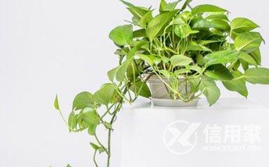 屋里什么摆件增加阳气 样让家里阳气旺盛