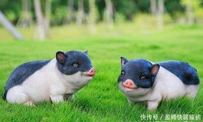 属猪什么颜色最吉利 最适合属猪人的衣服颜色