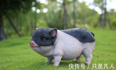 属猪农历三月出生的人 这时候出生男命好还是女命好