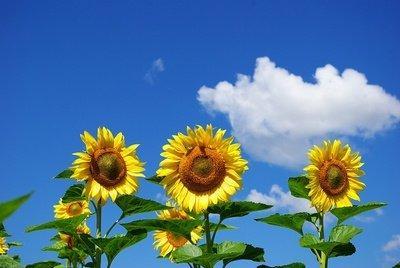 属猪农历五月生的命运 哪些月份出生的属猪人命好 属猪农历五月生的命运 哪些月份出生的属猪人命好