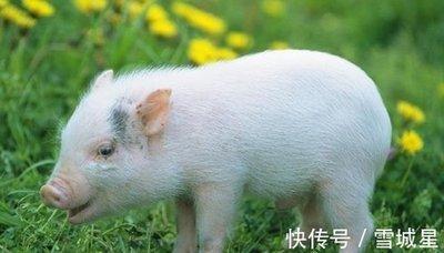 属猪农历几月出生最好 几月份生的属猪人好命