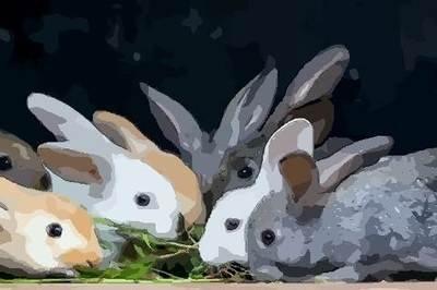 属兔11月的性格与命运如何 属兔人几月生是最好