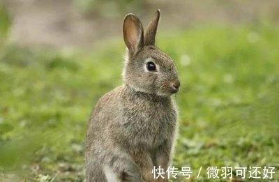 属兔2025年7月份运势详解 哪些方面要多注意