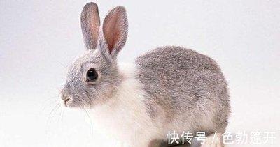 属兔2025年7月份运势详解 哪些方面要多注意