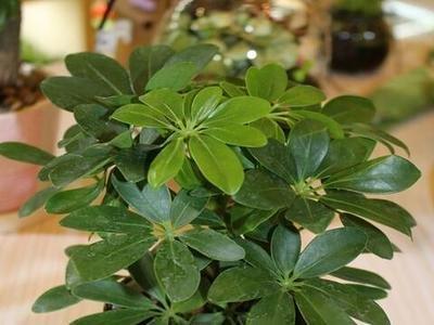 属虎人适合养什么植物 哪些植物最合属虎人的气场