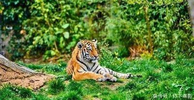 属虎今年如何转运 2025年生肖虎转运带什么