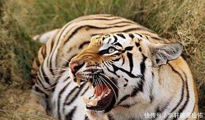 属虎今年如何转运 2025年生肖虎转运带什么