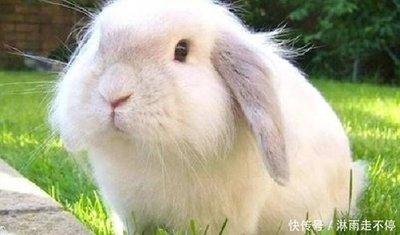 属兔与什么生肖配最合适 这些生肖的人适合属兔人
