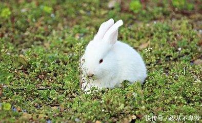 属兔与属兔能不能结婚 两个属兔是否能一辈子