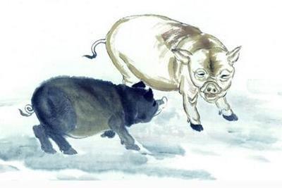 属猪和属鸡在一起一定幸福 合作也很好