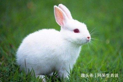 属兔人2025年事业运势怎么样 有心无力的感觉