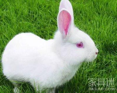 属兔人2025年事业运势怎么样 有心无力的感觉