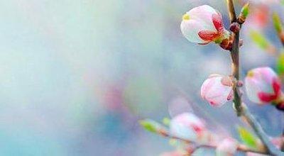 属兔人2025年桃花运,2025属兔的桃花位在哪