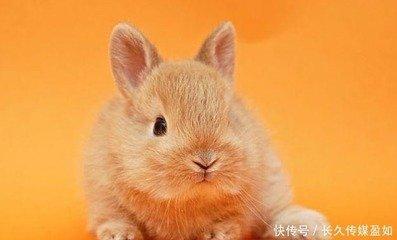 属兔人2025年运气如何  生肖兔什么运最好