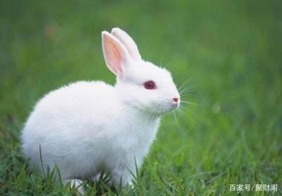 属兔人几月出生命苦 这些月份出生的属兔人命不好