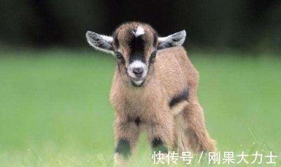 属兔人和属羊人能结婚生子吗 两人生活可以幸福吗