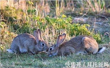 属兔人和属鸡人能结婚生子吗 两人是天生的克星