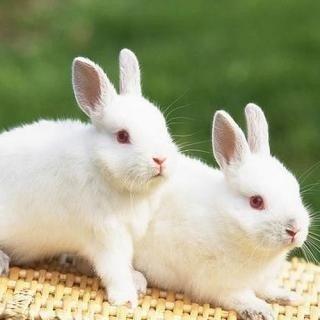 属兔人在43岁婚姻会遭遇一劫 哪个方面最不好呢