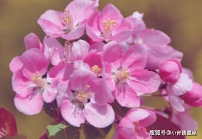 属虎女会爱上什么样的男人 会找什么样男朋友