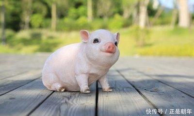 属猪想要什么样的生活女 属猪人的理想生活