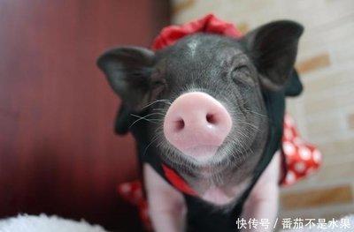 属猪想要什么样的生活女 属猪人的理想生活