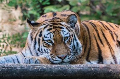 属虎女喜欢什么样的男人 喜欢的男人类型