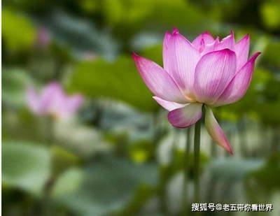 属虎女喜欢什么男人 什么样的男人吸引属虎女 属虎女喜欢什么男人 什么样的男人吸引属虎女