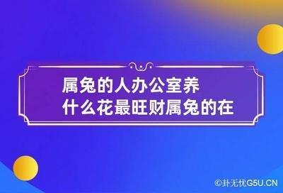 属兔人适合在办公室中摆放什么风水植物