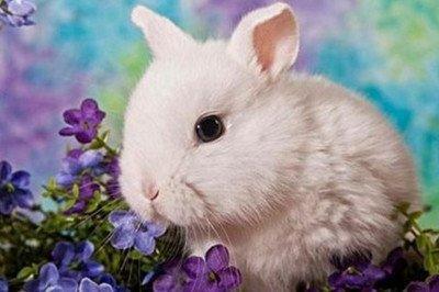 属兔养什么花最旺财 属兔的在家养什么花好