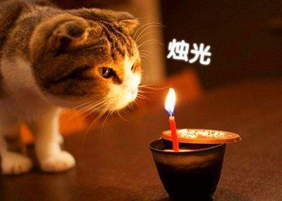 属猪男孩取名100分 高分名字怎么起