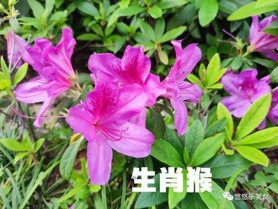 属猪男对生活规划 对未来有什么期待