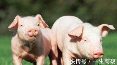 属猪男最佳配偶(1995年属猪的最佳婚配)