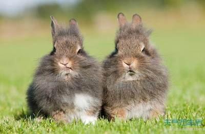 属兔和什么属相最配不准的原因分析 属兔和什么属相最配不准的原因分析