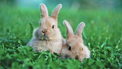 属兔和什么属相最配,与属兔最配的属相有哪些 属兔和什么属相最配,与属兔最配的属相有哪些