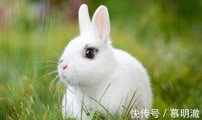 属兔和十二生肖婚姻配对详解 生肖兔与哪些生肖配