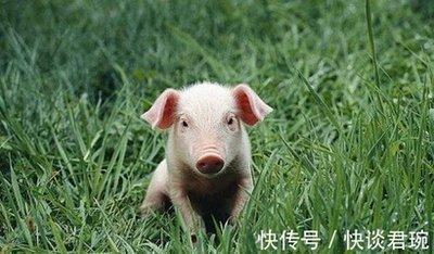 属猪的2025年有贵人相助吗 往目标方向前进