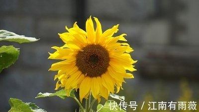 属虎男很绝情吗 属虎男为什么会对待感情犹豫