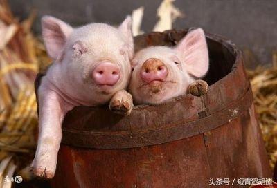 属猪的人2025年运势及运程男女