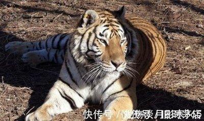 属虎白天出生好还是晚上出生好仔细读完